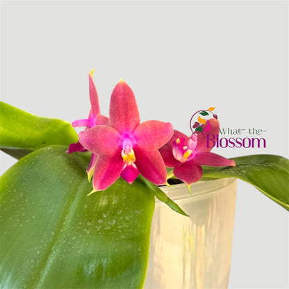 Phalaenopsis Violacea Orchid – NOT IN BLOOM – Mixed Colour – Approx. 20cm Tall – Fragranced