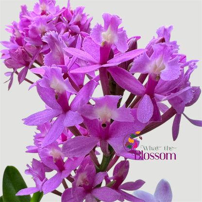 60. Epidendrum Mixed Colours Orchid – 12cm Nursery Pot – Approx. 40–50cm Tall