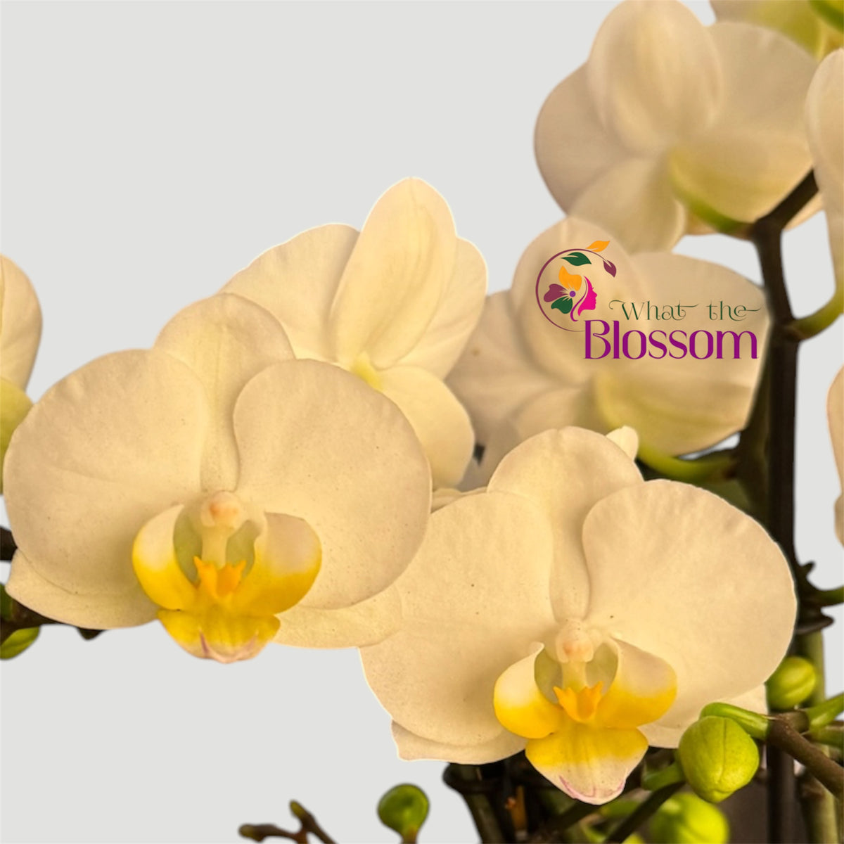 4️⃣2️⃣. Dazzling Collection Phalaenopsis Orchid – Mixed Colours | 35cm Tall | 12cm Nursery Pot