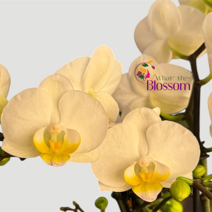 4️⃣2️⃣. Dazzling Collection Phalaenopsis Orchid – Mixed Colours | 35cm Tall | 12cm Nursery Pot