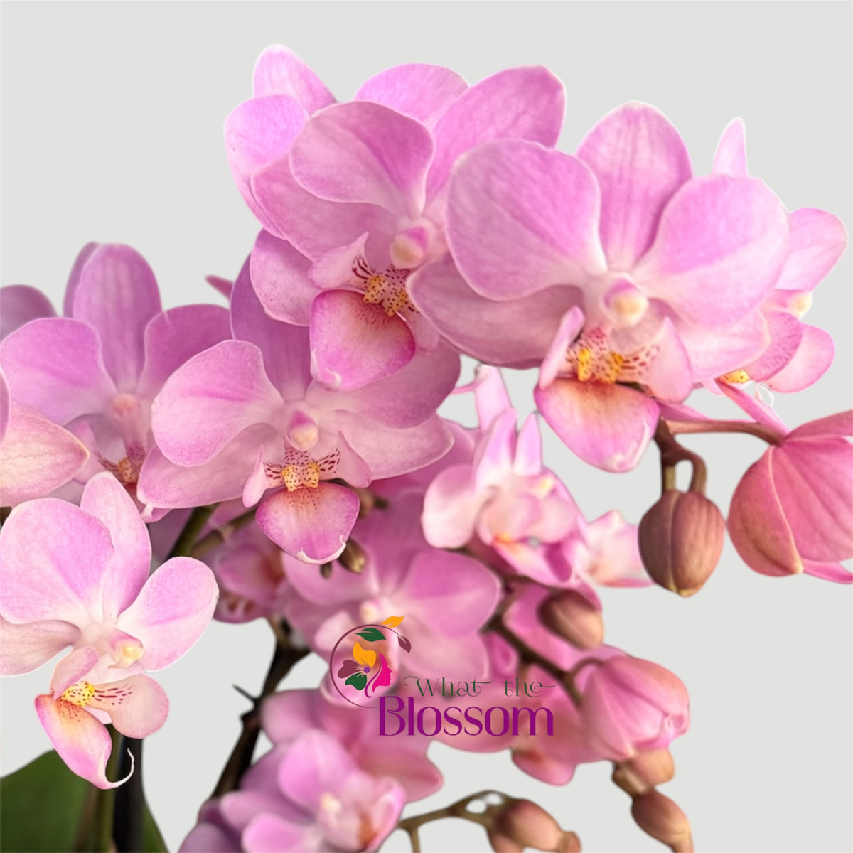 4️⃣2️⃣. Dazzling Collection Phalaenopsis Orchid – Mixed Colours | 35cm Tall | 12cm Nursery Pot