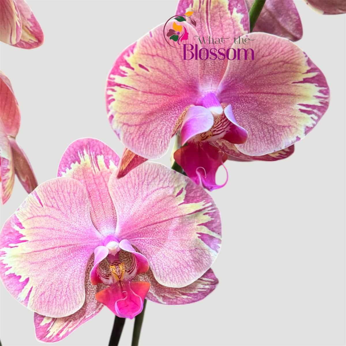 4️⃣.Phalaenopsis Firestorm / not in Bloom