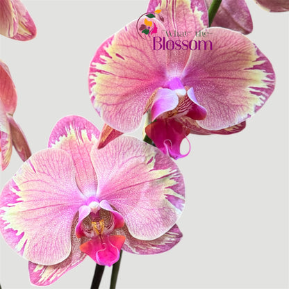 4️⃣.Phalaenopsis Firestorm / not in Bloom