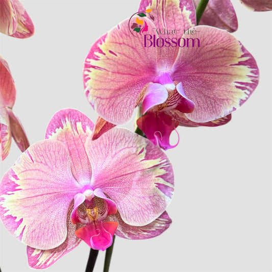 4️⃣.Phalaenopsis Firestorm / not in Bloom
