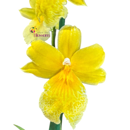 7️⃣7️⃣. Nelly Isler Orchid SCENTED