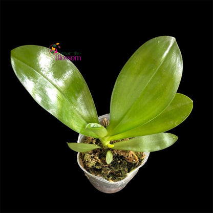 118. Phalaenopsis Micholitzii Siblings Not In Bloom – Rare Species Orchid | Young Bloom-Size Plant | 8cm Nursery Pot |