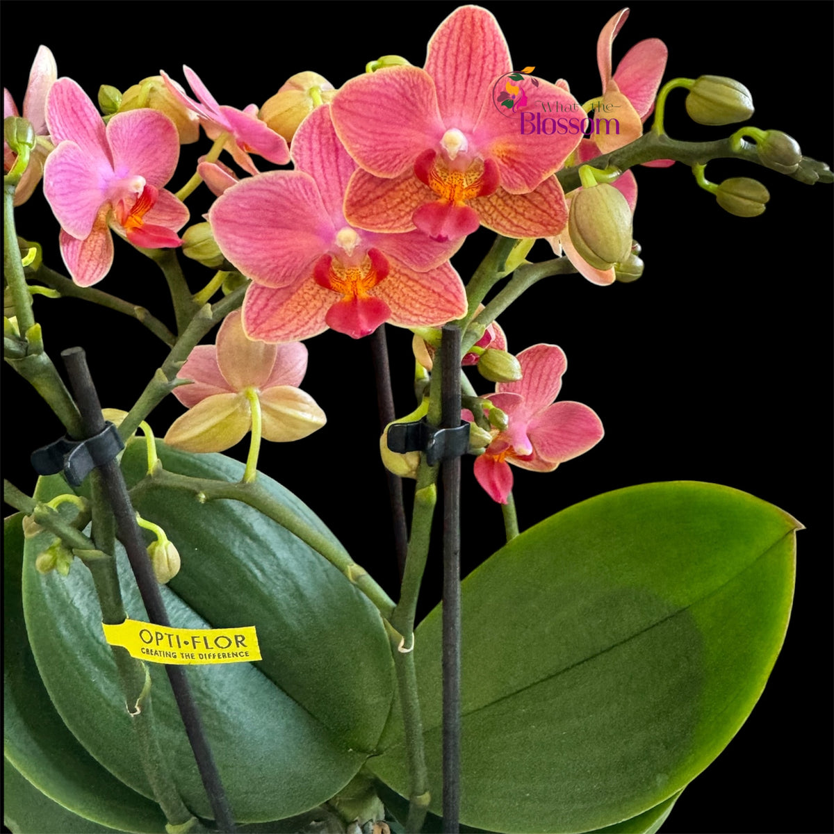 21. .Boquetto Mix Phalaenopsis Orchids - 3-5 Blooming Spikes Live Plant 30-35CM Tall