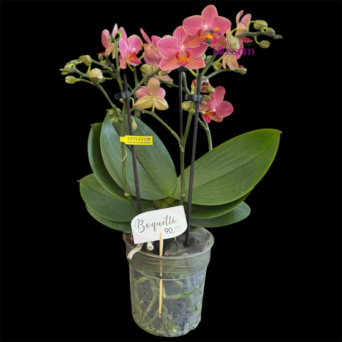 21. .Boquetto Mix Phalaenopsis Orchids - 3-5 Blooming Spikes Live Plant 30-35CM Tall