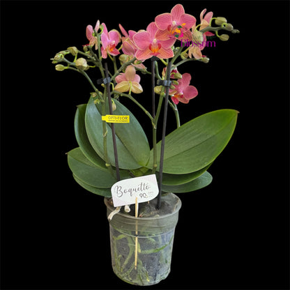21. .Boquetto Mix Phalaenopsis Orchids - 3-5 Blooming Spikes Live Plant 30-35CM Tall