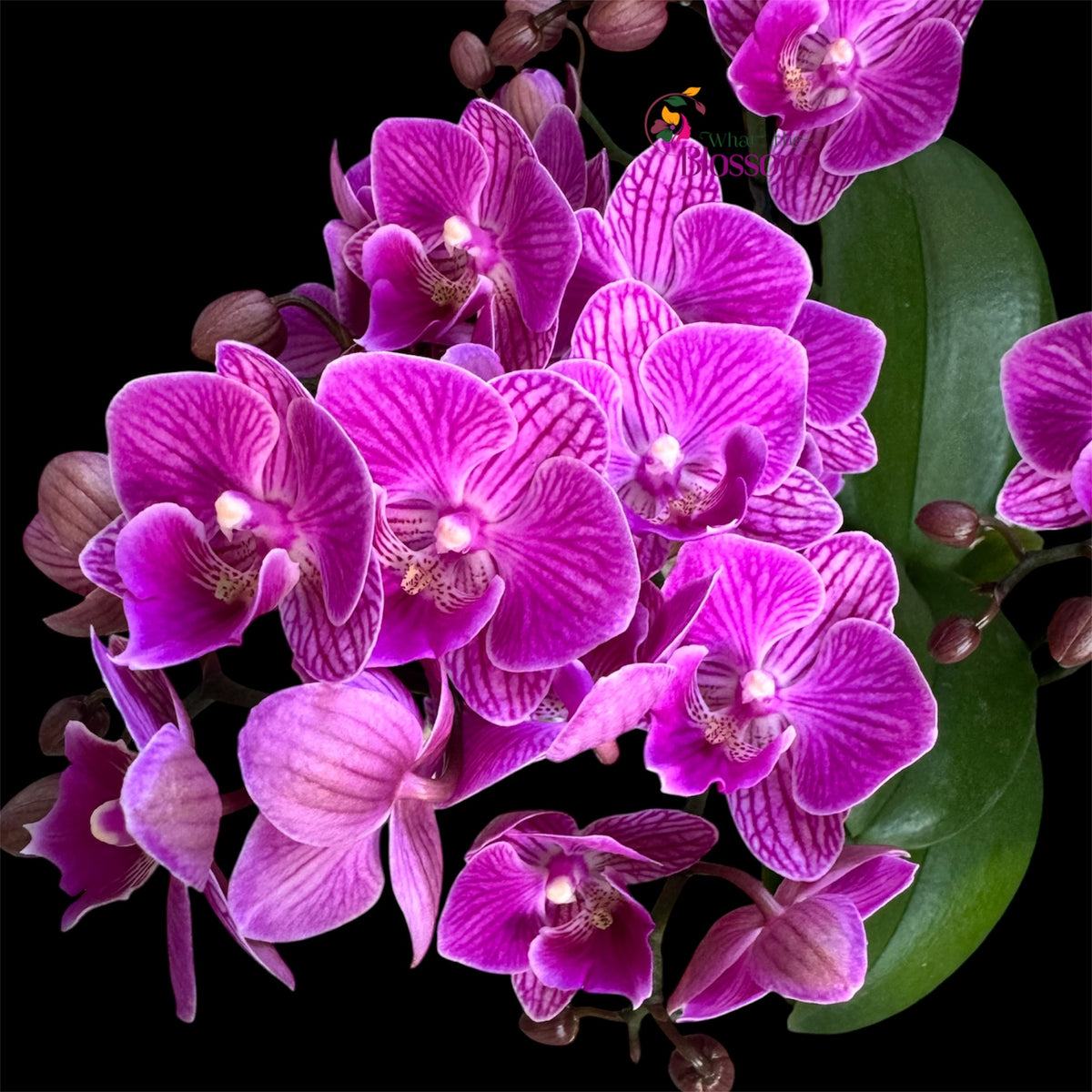 21. .Boquetto Mix Phalaenopsis Orchids - 3-5 Blooming Spikes Live Plant 30-35CM Tall