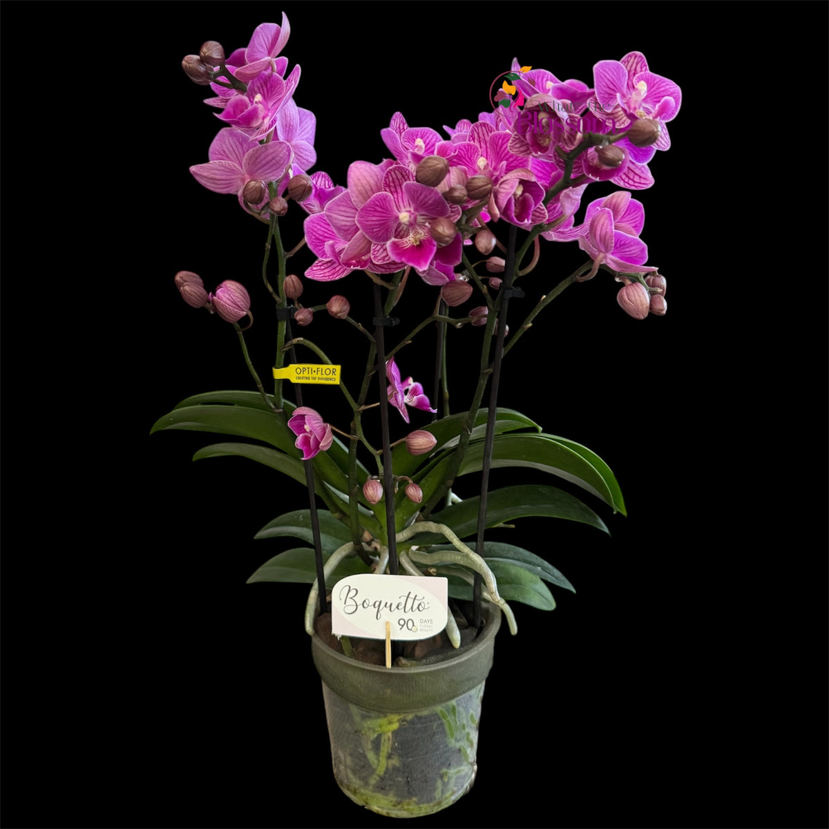 21. .Boquetto Mix Phalaenopsis Orchids - 3-5 Blooming Spikes Live Plant 30-35CM Tall