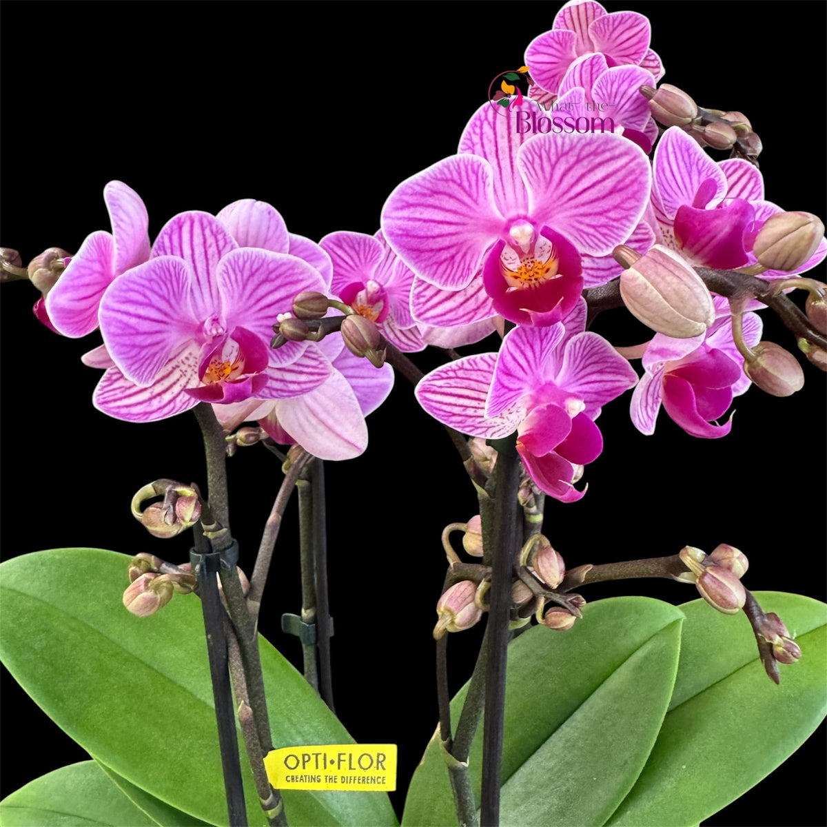 21. .Boquetto Mix Phalaenopsis Orchids - 3-5 Blooming Spikes Live Plant 30-35CM Tall