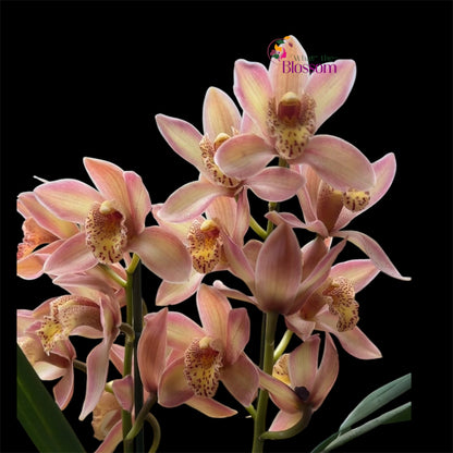 1️⃣7️⃣. Cymbidium Orchid Mix – 60–70cm Tall | 12cm Nursery Pot | Live Flowering Indoor Plant (Mixed Colours)