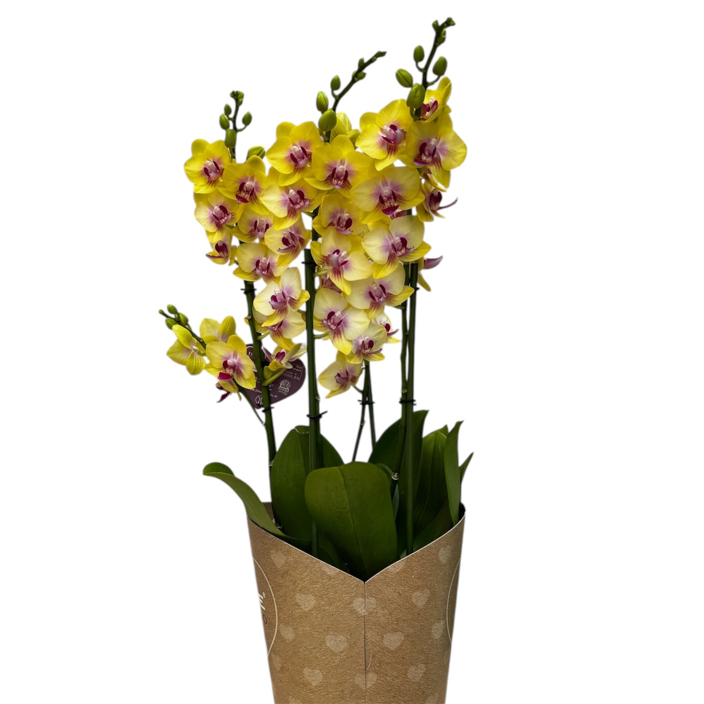3️⃣6️⃣.Duetto Orchids – Double the Elegance in One Pot | 50cm Tall | 17cm Nursery Pot | Live Flowering Indoor Plant