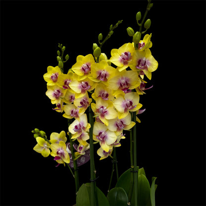 3️⃣6️⃣.Duetto Orchids – Double the Elegance in One Pot | 50cm Tall | 17cm Nursery Pot | Live Flowering Indoor Plant