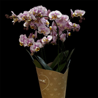 3️⃣6️⃣.Duetto Orchids – Double the Elegance in One Pot | 50cm Tall | 17cm Nursery Pot | Live Flowering Indoor Plant