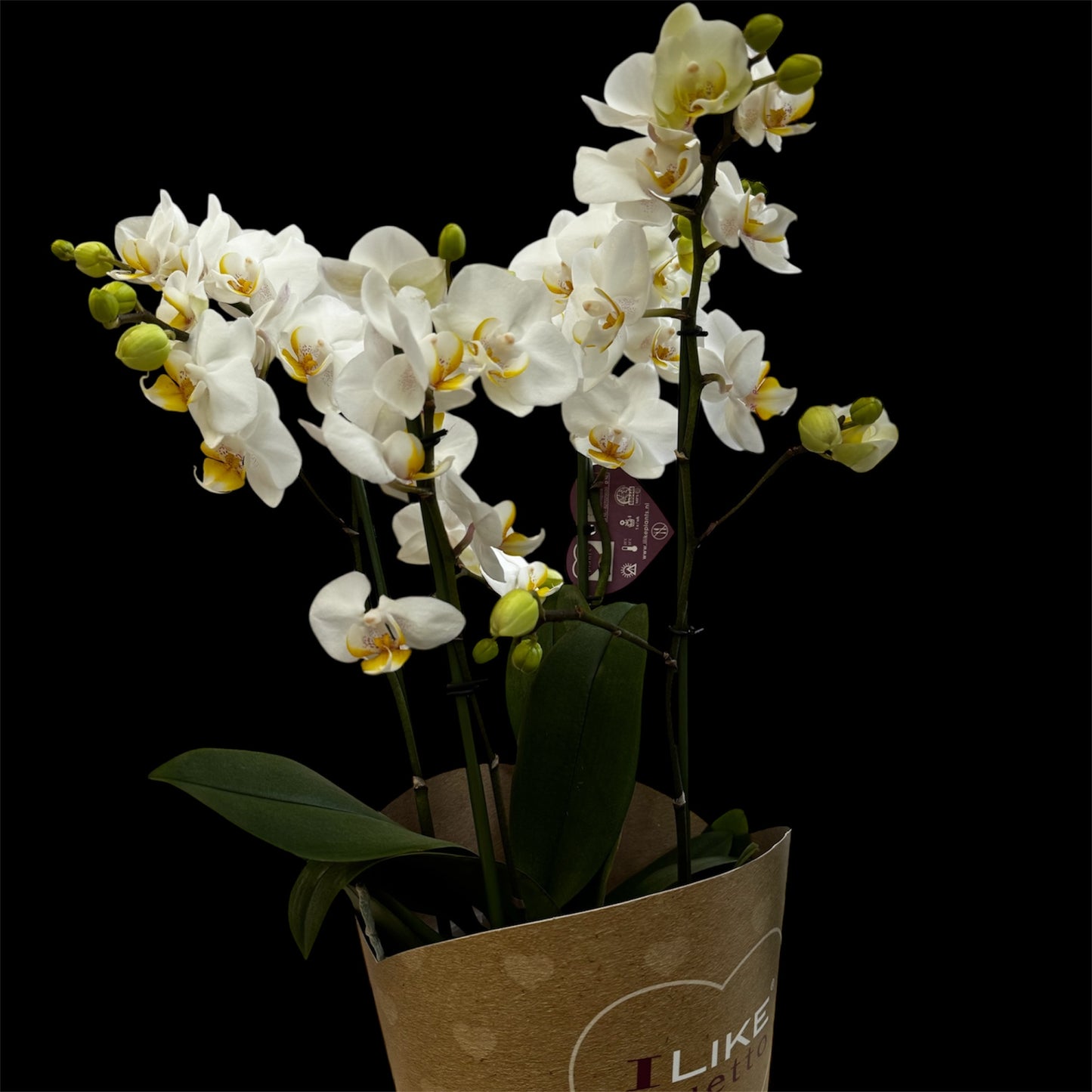 3️⃣6️⃣.Duetto Orchids – Double the Elegance in One Pot | 50cm Tall | 17cm Nursery Pot | Live Flowering Indoor Plant
