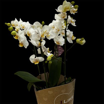 3️⃣6️⃣.Duetto Orchids – Double the Elegance in One Pot | 50cm Tall | 17cm Nursery Pot | Live Flowering Indoor Plant