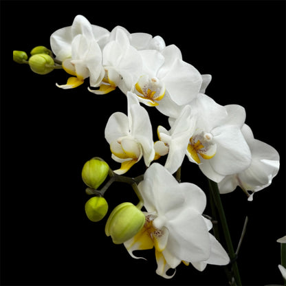 3️⃣6️⃣.Duetto Orchids – Double the Elegance in One Pot | 50cm Tall | 17cm Nursery Pot | Live Flowering Indoor Plant