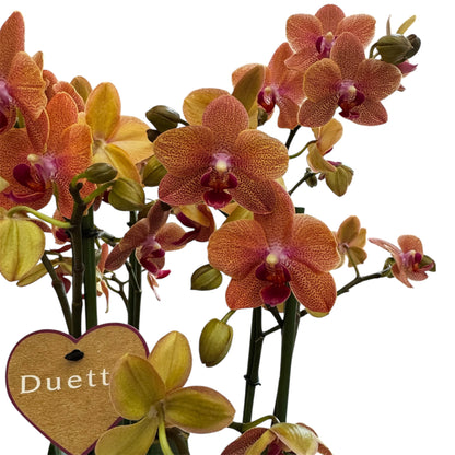3️⃣6️⃣.Duetto Orchids – Double the Elegance in One Pot | 50cm Tall | 17cm Nursery Pot | Live Flowering Indoor Plant