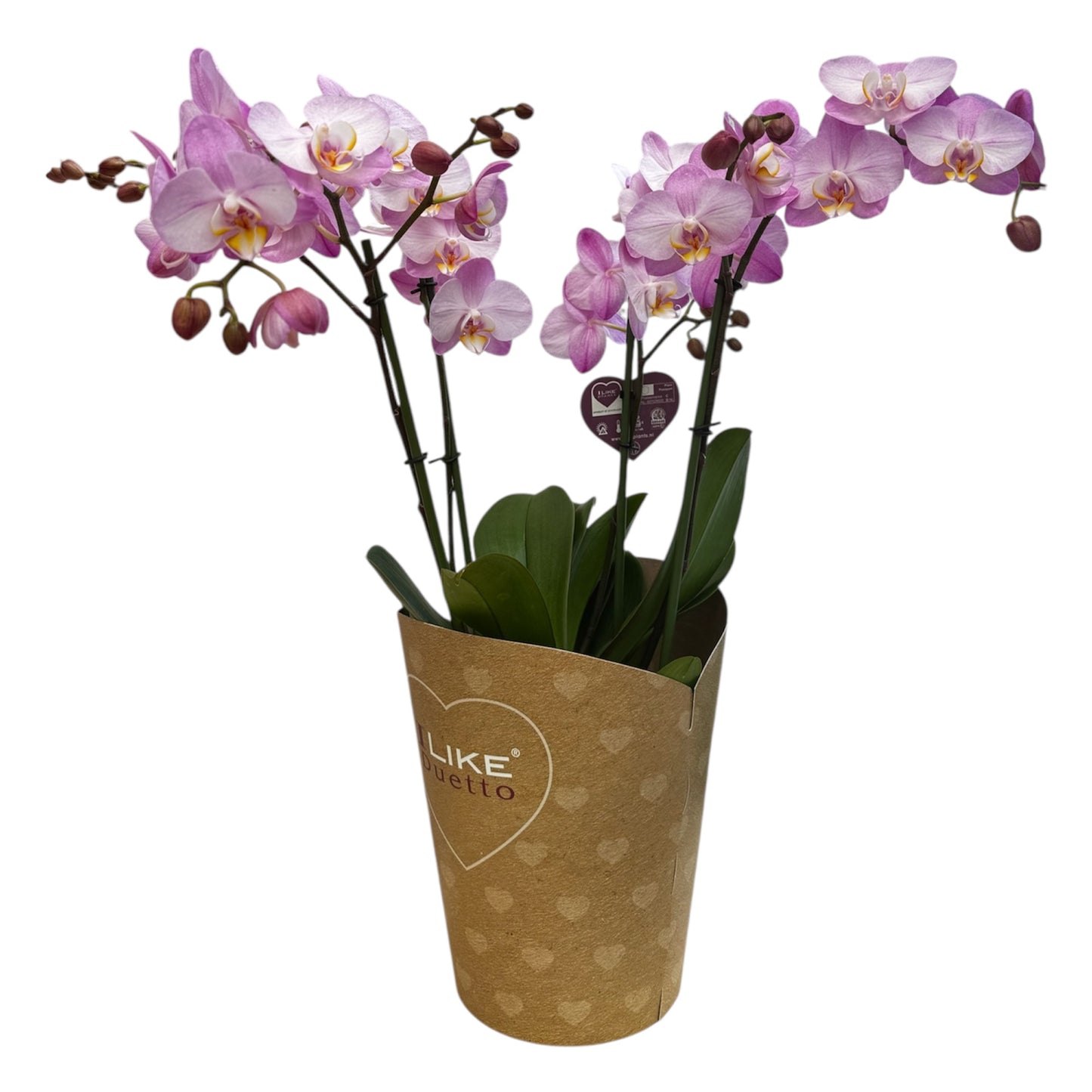 3️⃣6️⃣.Duetto Orchids – Double the Elegance in One Pot | 50cm Tall | 17cm Nursery Pot | Live Flowering Indoor Plant