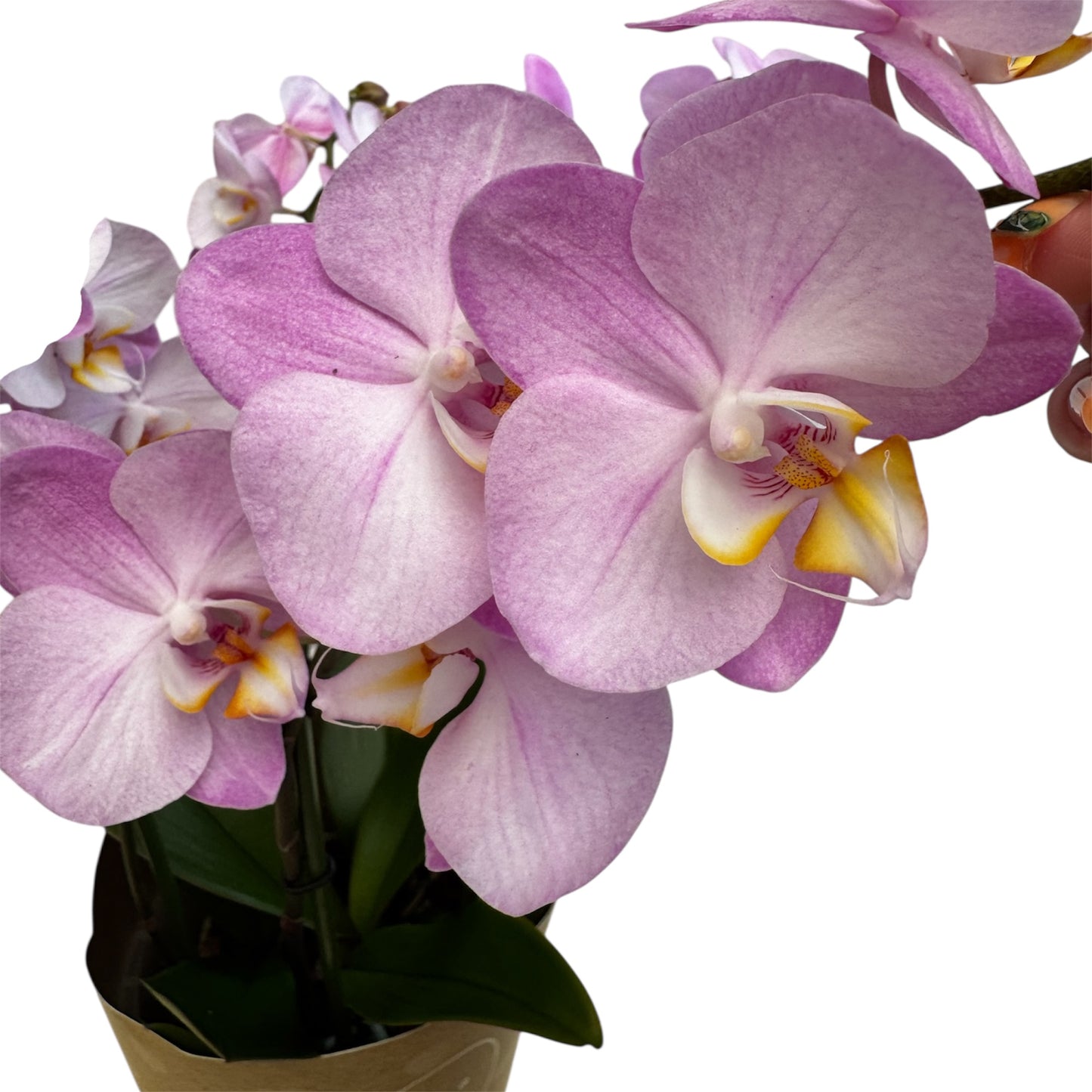 3️⃣6️⃣.Duetto Orchids – Double the Elegance in One Pot | 50cm Tall | 17cm Nursery Pot | Live Flowering Indoor Plant
