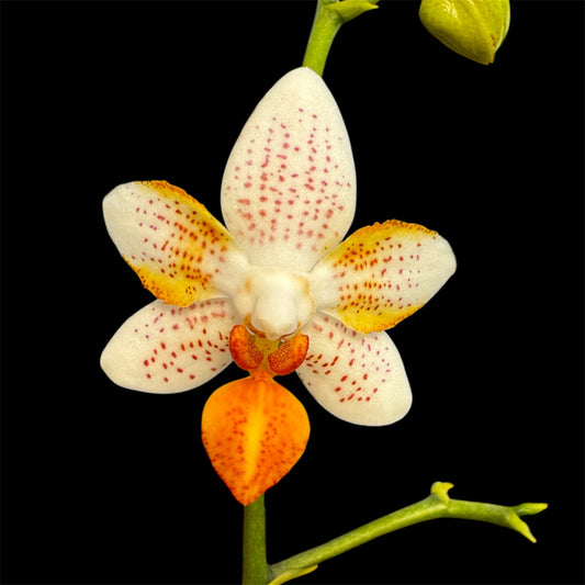 2️⃣5️⃣. Imperfect Mini Mark Live Orchid sun burns on leaves Phalaenopsis– Rare Spotted Variety (12 cm Pot, 35–45 cm Tall)