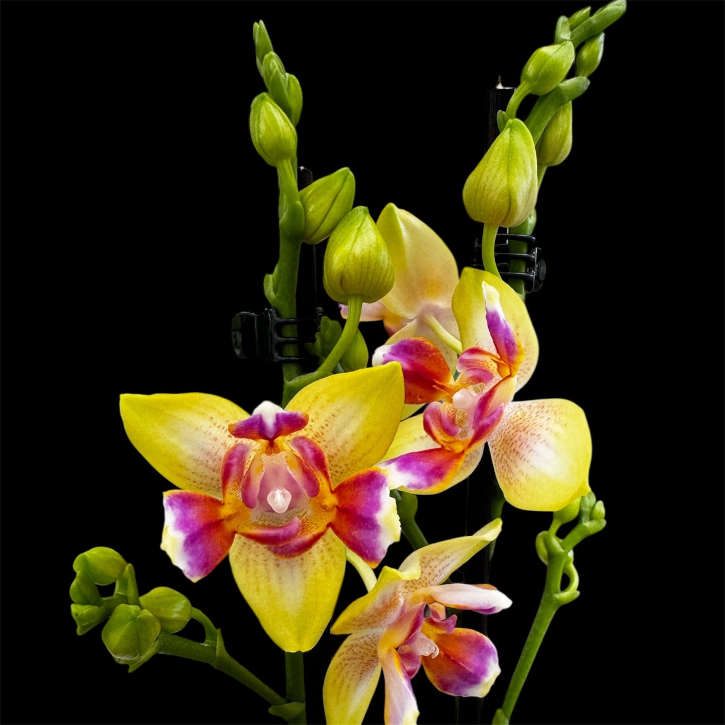 4️⃣4️⃣.Phalaenopsis I-Hsin Venus Peloric – Scented