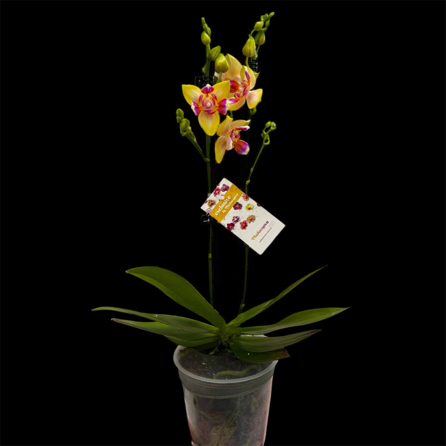 4️⃣4️⃣.Phalaenopsis I-Hsin Venus Peloric – Scented