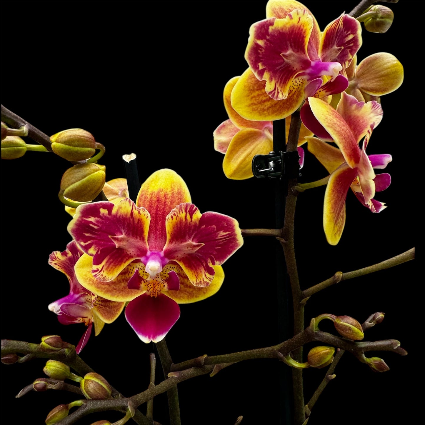 5️⃣5️⃣. ‘Sogo Yellowtris Orchid (Peloric Butterfly)’ – 50cm Tall | 12cm Nursery Pot | Live Flowering Indoor Plant