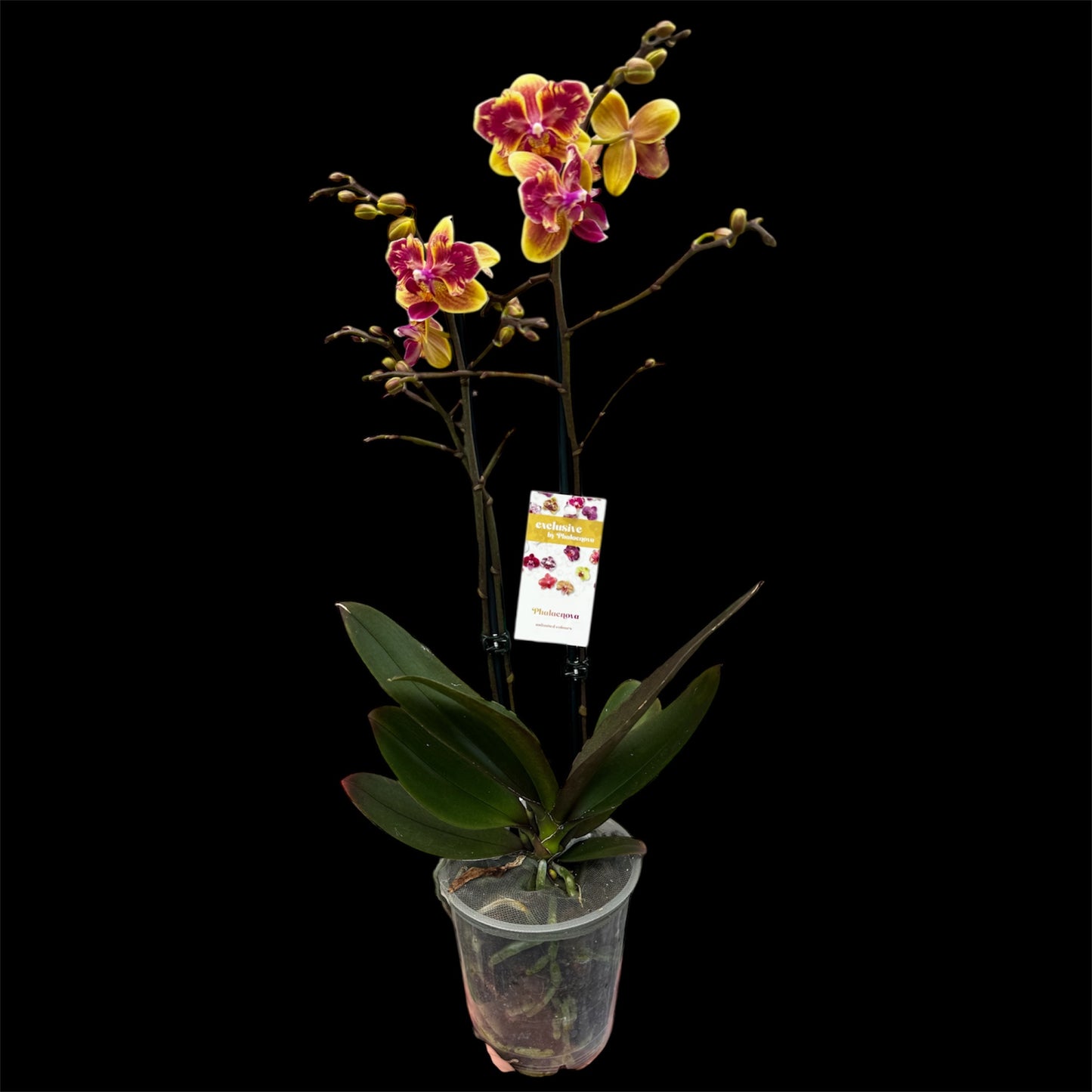 5️⃣5️⃣. ‘Sogo Yellowtris Orchid (Peloric Butterfly)’ – 50cm Tall | 12cm Nursery Pot | Live Flowering Indoor Plant