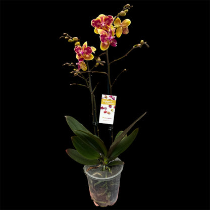 5️⃣5️⃣. ‘Sogo Yellowtris Orchid (Peloric Butterfly)’ – 50cm Tall | 12cm Nursery Pot | Live Flowering Indoor Plant
