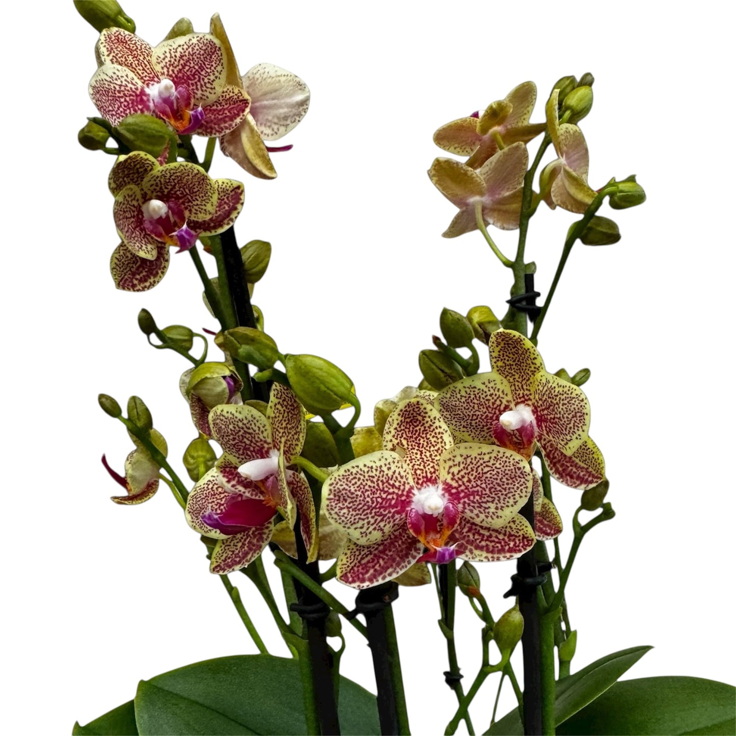 2️⃣3️⃣. Picachu Orchid 45–50 cm Tall