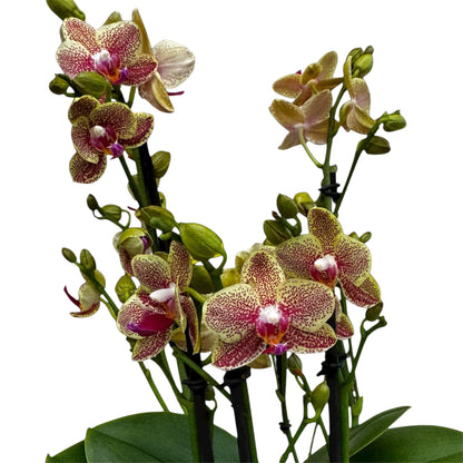 2️⃣3️⃣. Picachu Orchid 45–50 cm Tall