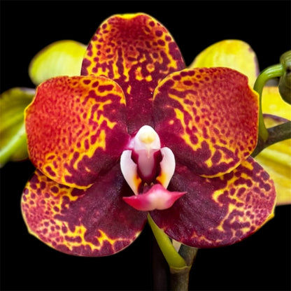 8️⃣6️⃣. Reyoung Lava – Limited Phalaenopsis Live Orchid (45 cm Tall, 12 cm Nursery Pot)