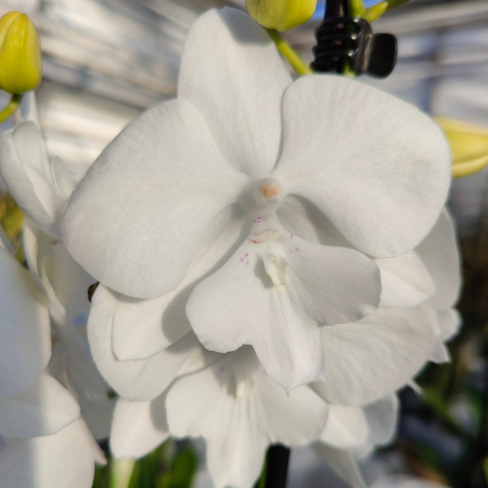 4️⃣8️⃣. Snow White Limited– Phalaenopsis Orchid | 12cm Nursery Pot | Approx. 65–70cm Tall