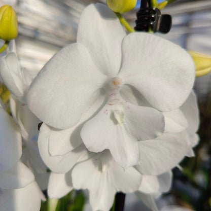 4️⃣8️⃣. Snow White Limited– Phalaenopsis Orchid | 12cm Nursery Pot | Approx. 65–70cm Tall