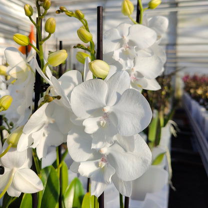 4️⃣8️⃣. Snow White Limited– Phalaenopsis Orchid | 12cm Nursery Pot | Approx. 65–70cm Tall