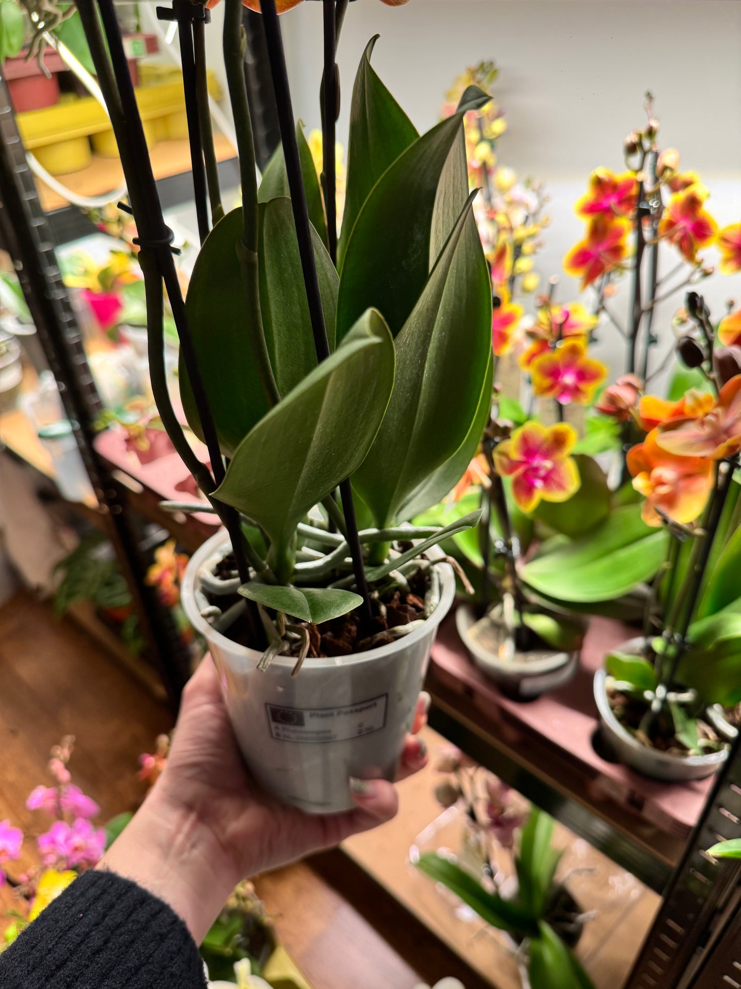 9️⃣. Las Vegas Double Plant Orchid – 45 cm Tall Live Plant Orchid with Stunning Blooms