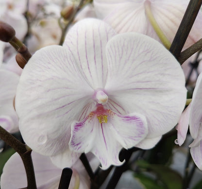 102. Phalaenopsis  Ambon - BIG LIP ORCHID