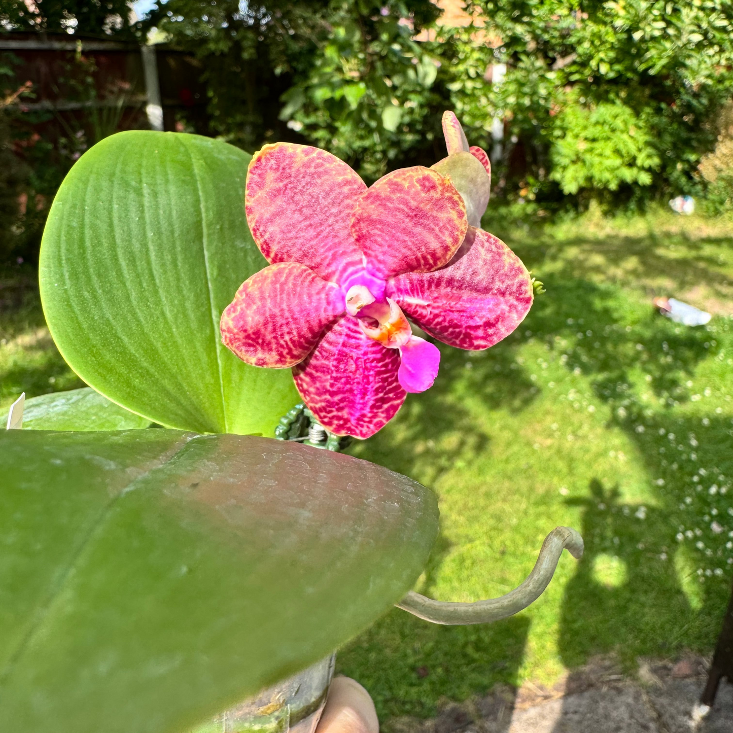 102. Phylo's Ana Queen  – Rare Fragranced Phalaenopsis Orchid | 8cm Nursery Pot | Pre-Order