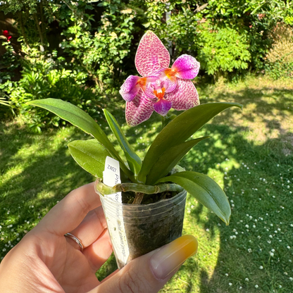 Joy Fairy Tale – Fragranced Young Phalaenopsis Orchid | Pre-Order | 6cm Nursery Pot