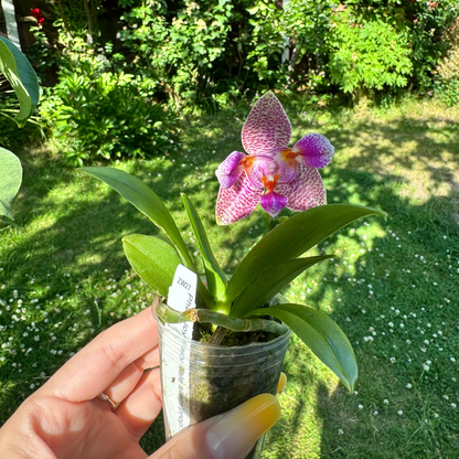Joy Fairy Tale – Fragranced Young Phalaenopsis Orchid | Pre-Order | 6cm Nursery Pot
