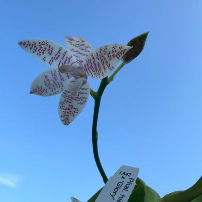 9️⃣6️⃣.Phalaenopsis Hieroglyphica var. flava 'Glory' Fragranced– Pre-order Phalaenopsis Orchid | 9cm Nursery Pot