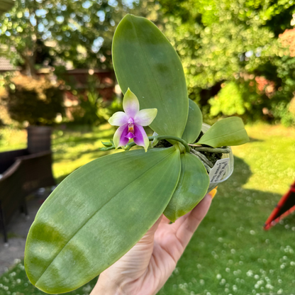 5️⃣1️⃣. Phal. Samera – Bellina Glory × Violacea Sixteen Pink | Rare Fragranced Orchid | Young Plant | 8cm Nursery Pot