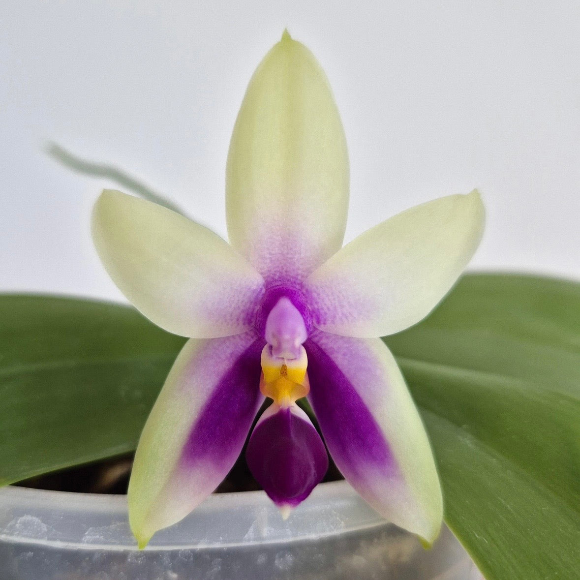4️⃣. Bellina Coerule White Earth × Moonlight – Rare Fragranced Species Orchid | Young Plant | 8cm Nursery Pot