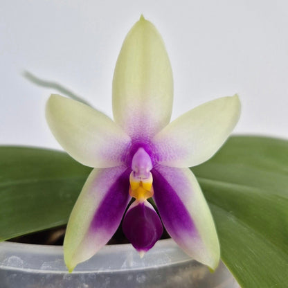 4️⃣. Bellina Coerule White Earth × Moonlight – Rare Fragranced Species Orchid | Young Plant | 8cm Nursery Pot