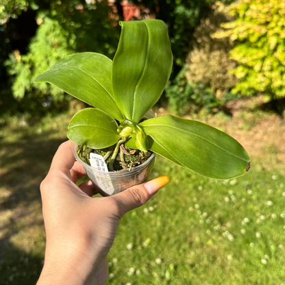 4️⃣. Bellina Coerule White Earth × Moonlight – Rare Fragranced Species Orchid | Young Plant | 8cm Nursery Pot