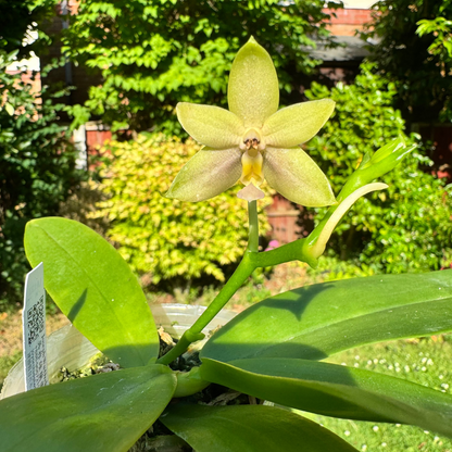 9️⃣5️⃣.Mentawainensis King No.1 – Rare Fragranced Species Orchid | Young Plant | 8cm Nursery Pot