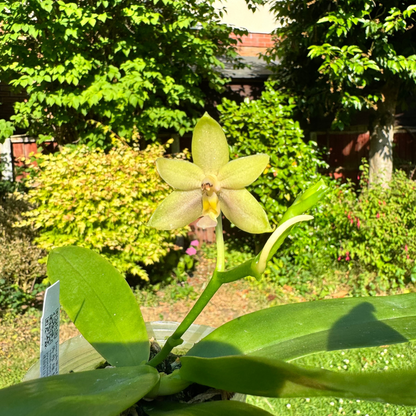 9️⃣5️⃣.Mentawainensis King No.1 – Rare Fragranced Species Orchid | Young Plant | 8cm Nursery Pot